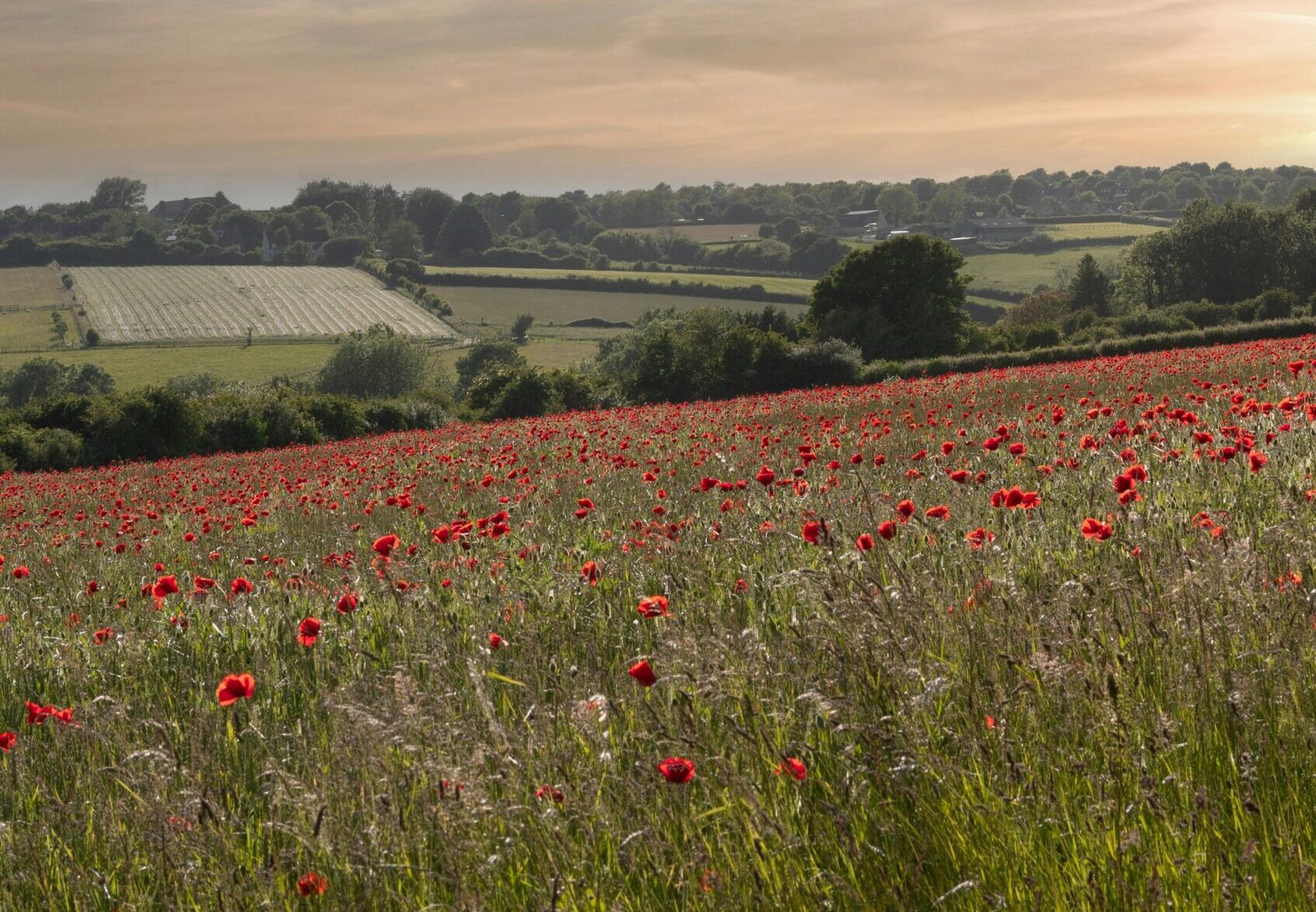 pexels-christopher-parker-116750261-12923884